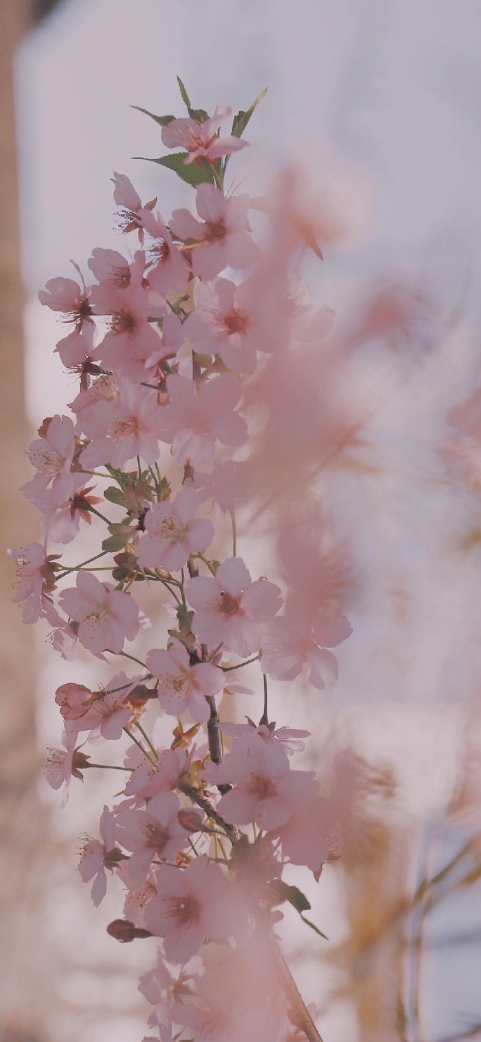 美丽樱花盛开摄影壁纸