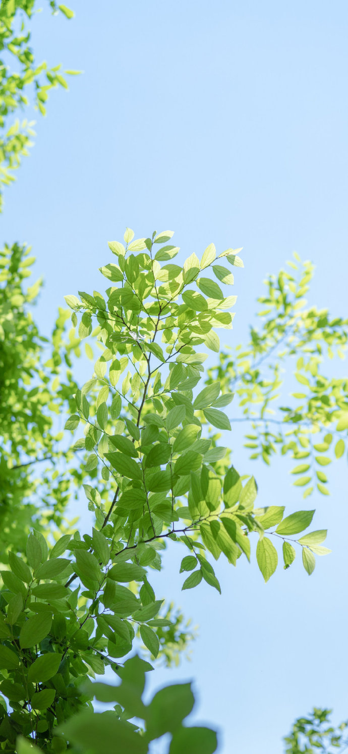 绿色系壁纸 好喜欢