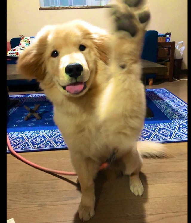 金毛和秋田犬的混血,继承了爸妈的所有优点,看起来太可爱了!