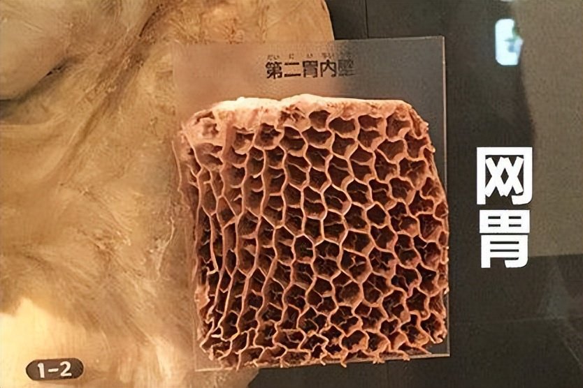 牛有几个胃很多人不知道不同牛肚的吃法区别大了建议了解