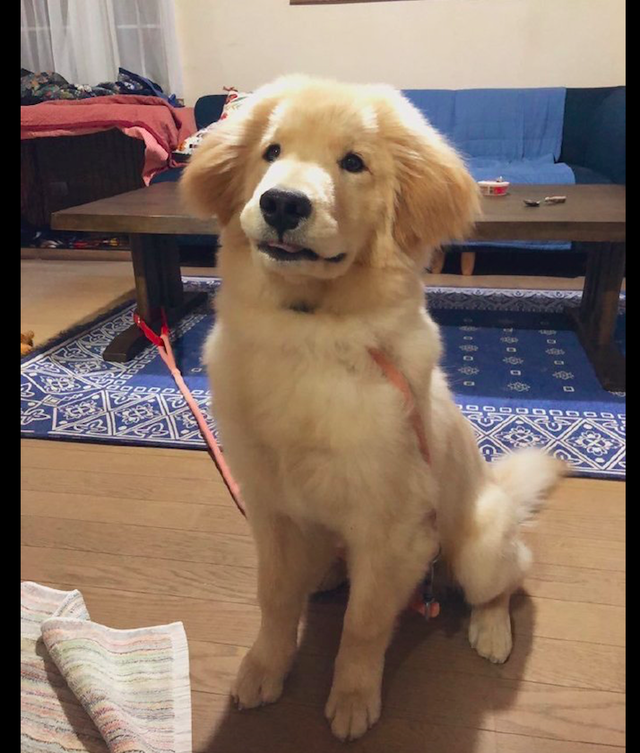 金毛和秋田犬的混血,继承了爸妈的所有优点,看起来太可爱了!