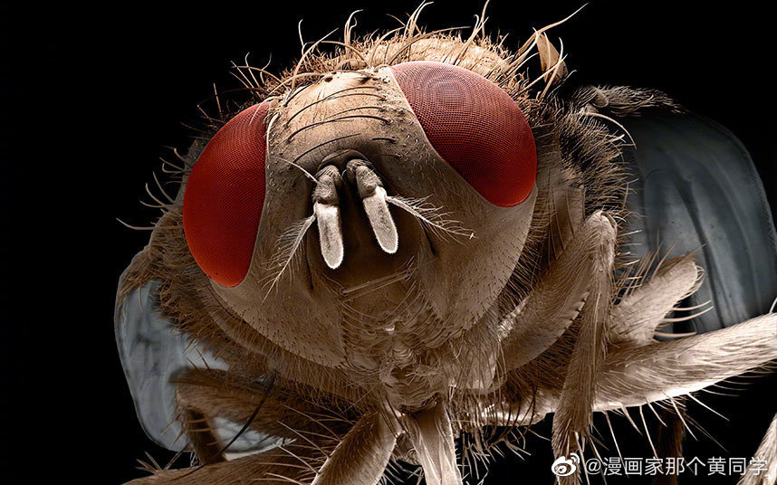 这分别是显微镜下蚂蚁的脸蚊子的脸蜜蜂的脸苍蝇的脸