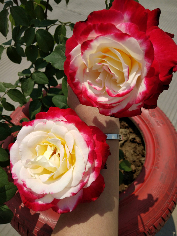 世界名花红双喜花若玫瑰香气四溢家养一株四季有花看