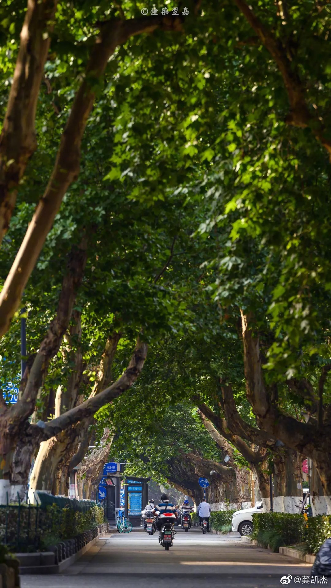 南京的树真漂亮