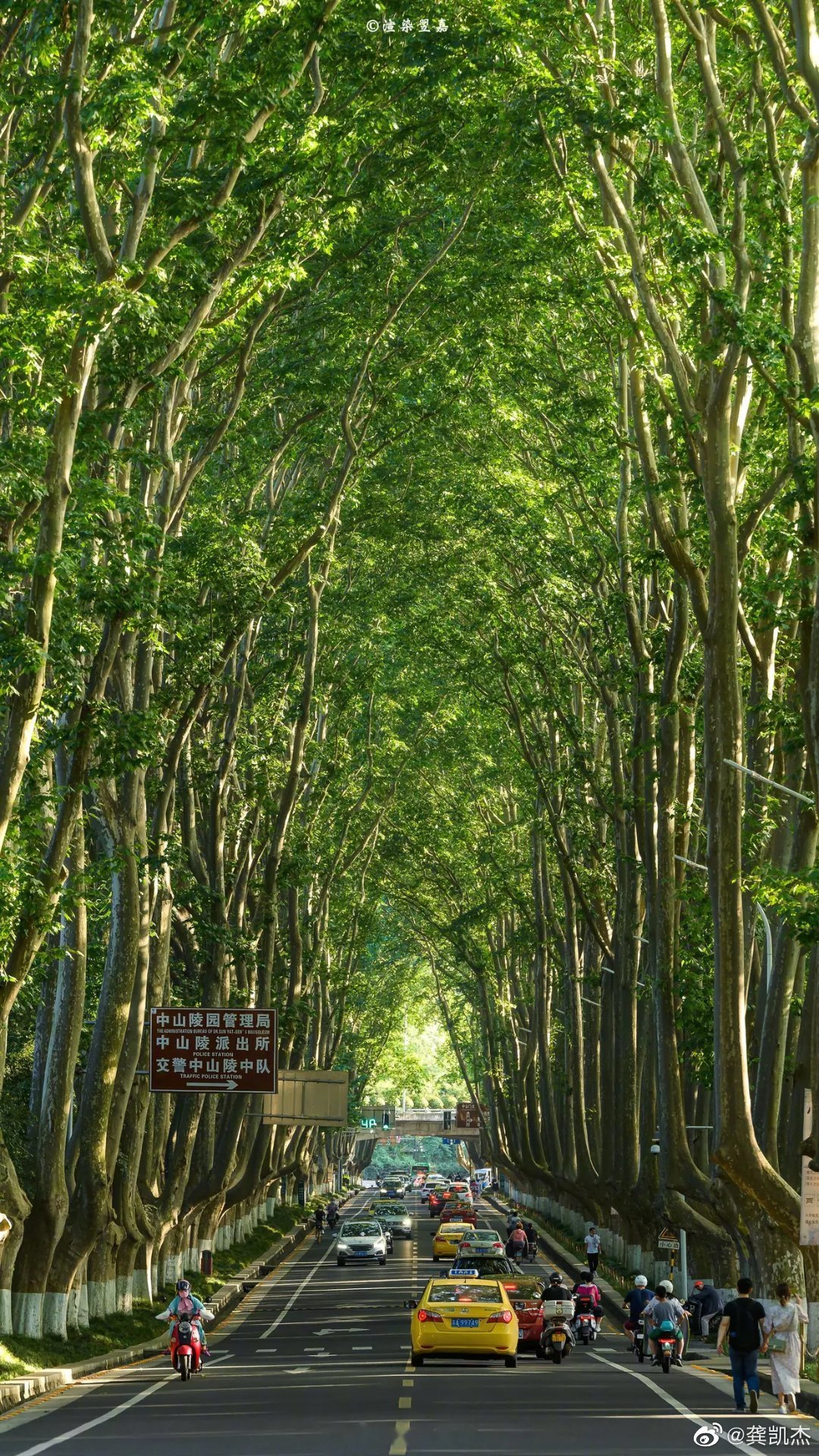 南京的树真漂亮