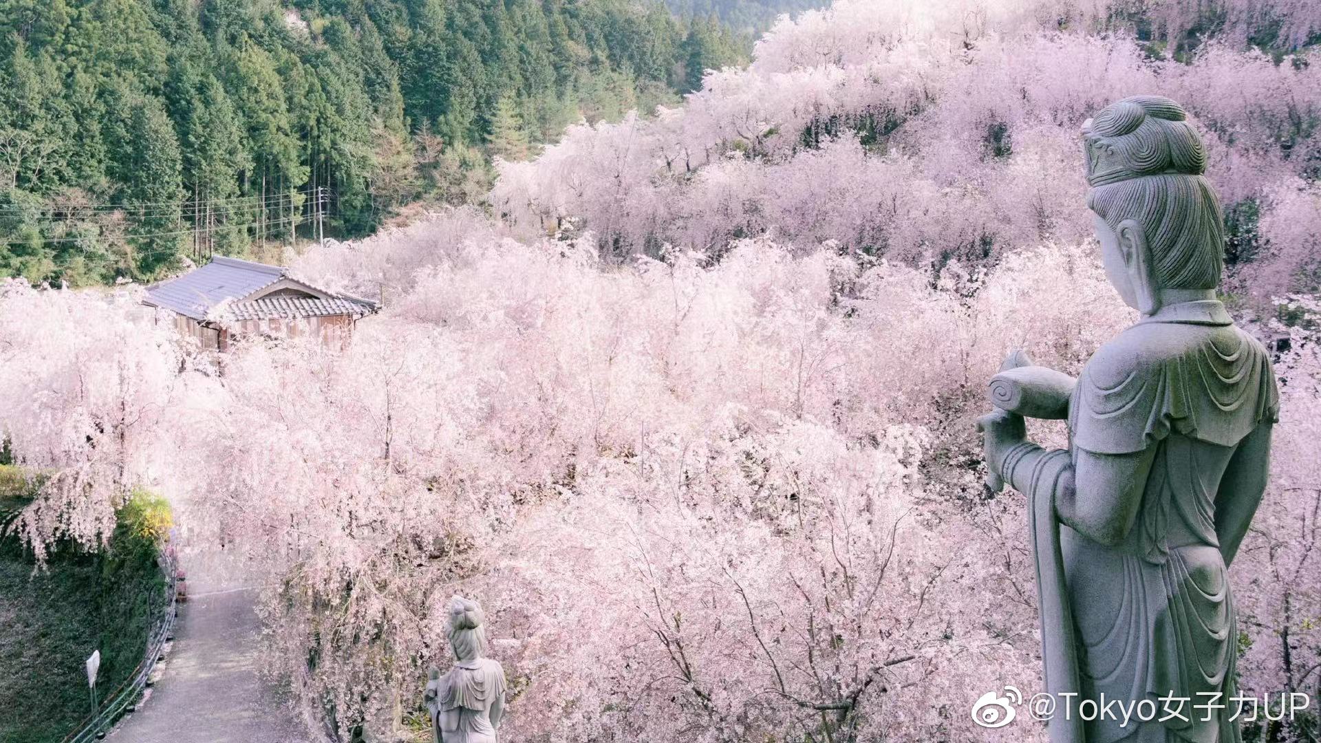 德岛县名西郡神山町的枝垂樱,密密实实层层叠叠超乎想象