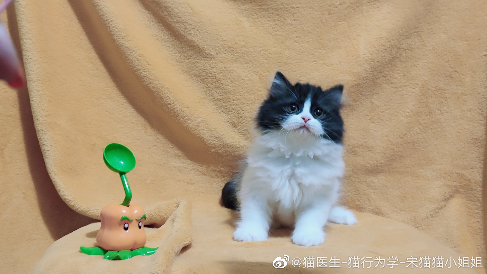 英短黑白奶牛猫 高地_高清图集_新浪网