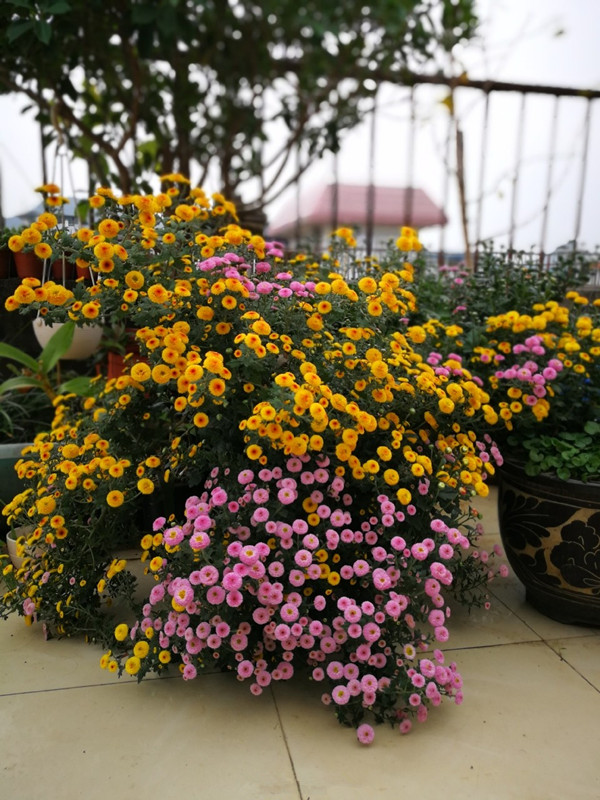 小米菊阳台盆栽新宠观赏价值高多季节开花养护也不难