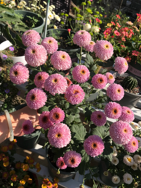 小米菊阳台盆栽新宠观赏价值高多季节开花养护也不难