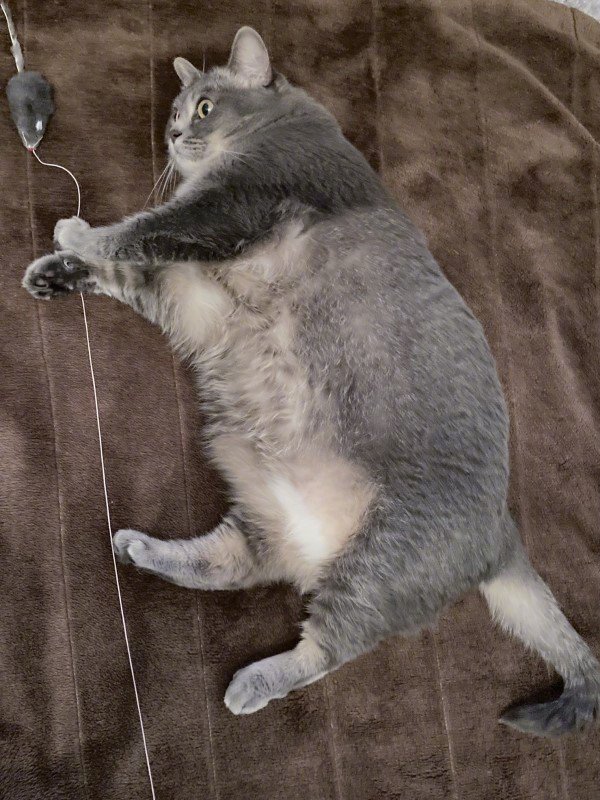 胖猫第一次用电热毯,表情像是发现新世界!