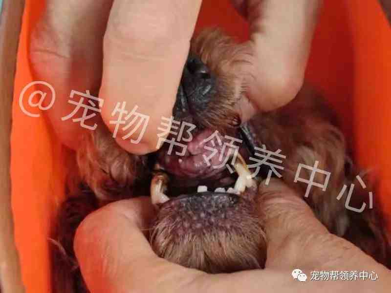 狗狗紧跟好心人进超市,找主人无果,才发现竟是被榨干的繁殖犬!休闲区蓝鸢梦想 - Www.slyday.coM 狗狗紧跟好心人进超市,找主人无果,才发现竟是被榨干的繁殖犬!休闲区蓝鸢梦想 - Www.slyday.coM