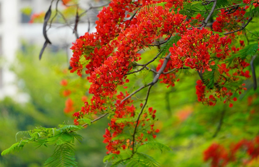 云南开远凤凰花开许你一树火红图