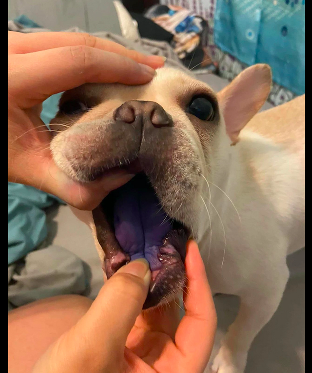 狗狗趁主人不在偷吃白板笔舌头都被染成了紫色还以为中毒了