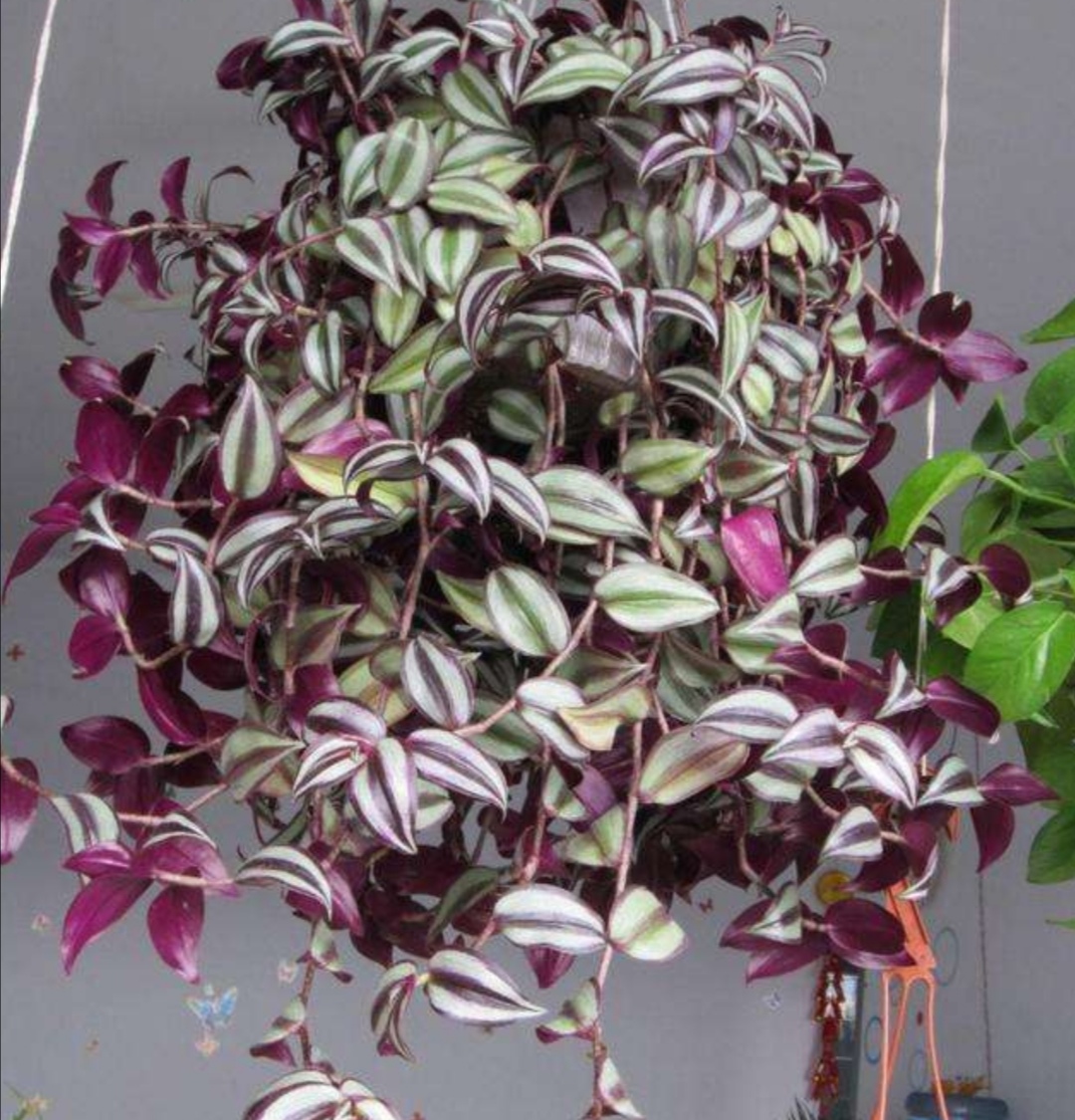 养吊竹梅盆栽,掌握4个养护"技巧",长得茂盛,色彩斑斓