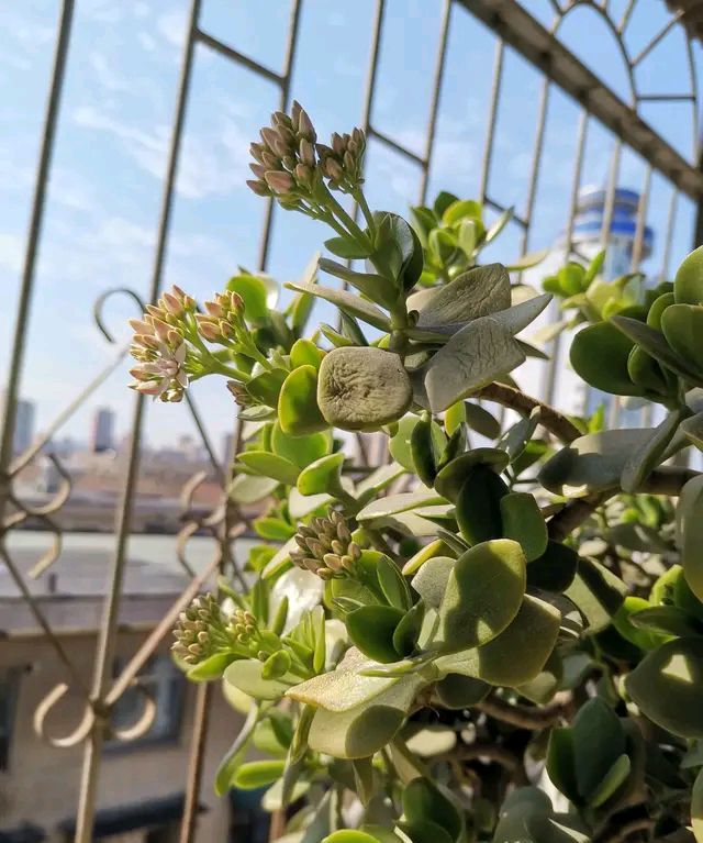 “玉树琼花”原来真的存在,快来看看我家开花的玉树,见者有福休闲区蓝鸢梦想 - Www.slyday.coM “玉树琼花”原来真的存在,快来看看我家开花的玉树,见者有福休闲区蓝鸢梦想 - Www.slyday.coM