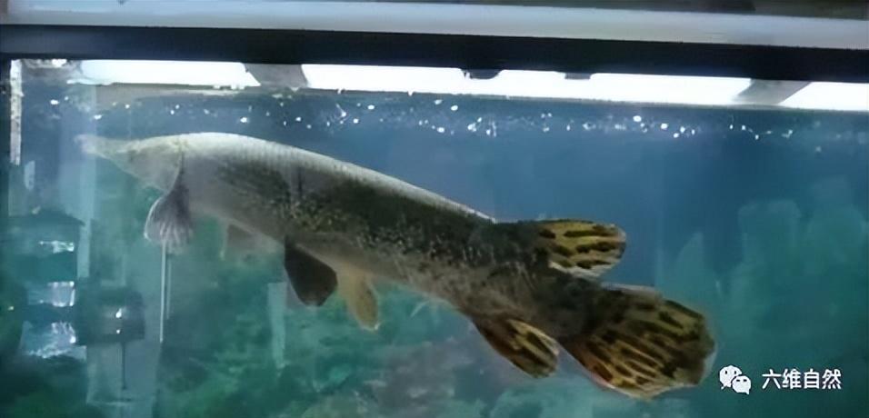 为捉一条外来怪鱼，汝州一公园排干湖水，因鳄雀鳝已吃掉大部分鱼休闲区蓝鸢梦想 - Www.slyday.coM