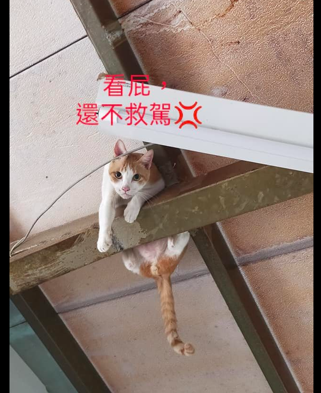 猫咪爬到了房顶横梁上，主人第一时间拿手机拍照，猫：快救驾啊！休闲区蓝鸢梦想 - Www.slyday.coM