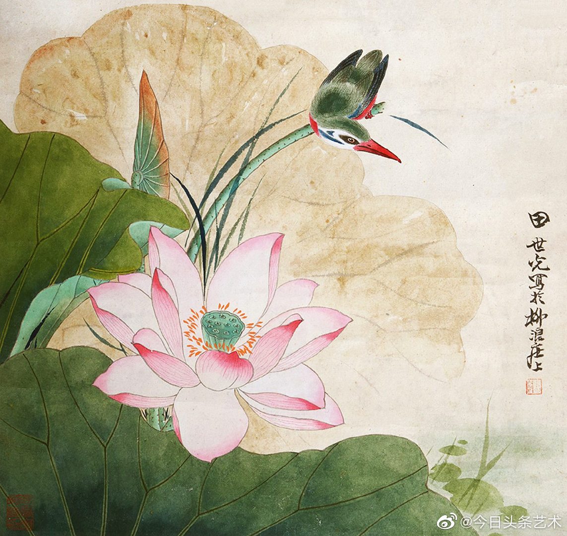 画家田世光笔下的荷花