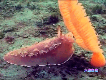 太平洋发现似毛笔生物,体长2米,又有触角乱动,是海笔新品种?__财经头条