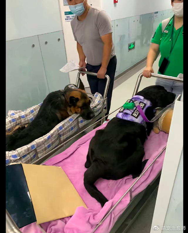 一家专业高级的宠物医院,和人类的医院相媲美,原谅我没见过世面休闲区蓝鸢梦想 - Www.slyday.coM 一家专业高级的宠物医院,和人类的医院相媲美,原谅我没见过世面休闲区蓝鸢梦想 - Www.slyday.coM