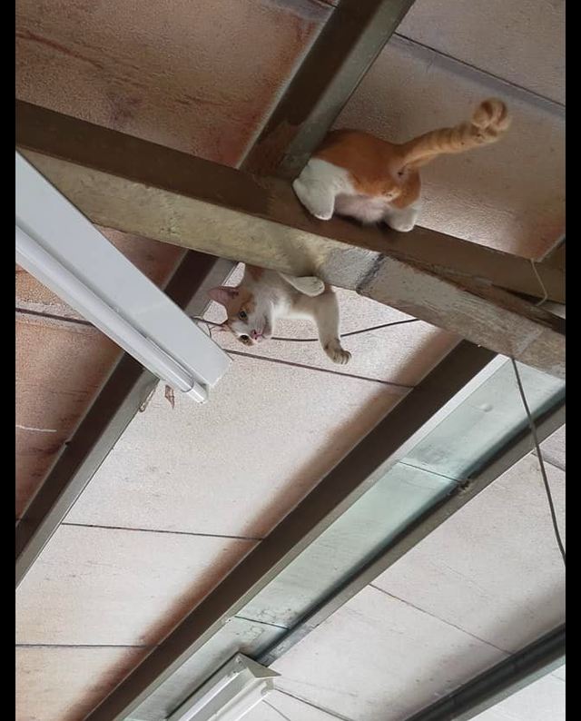 猫咪爬到了房顶横梁上,主人第一时间拿手机拍照,猫:快救驾啊!休闲区蓝鸢梦想 - Www.slyday.coM 猫咪爬到了房顶横梁上,主人第一时间拿手机拍照,猫:快救驾啊!休闲区蓝鸢梦想 - Www.slyday.coM