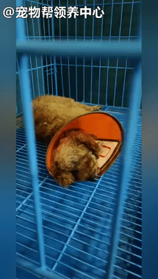 狗狗紧跟好心人进超市,找主人无果,才发现竟是被榨干的繁殖犬!休闲区蓝鸢梦想 - Www.slyday.coM 狗狗紧跟好心人进超市,找主人无果,才发现竟是被榨干的繁殖犬!休闲区蓝鸢梦想 - Www.slyday.coM