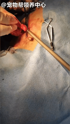 狗狗紧跟好心人进超市,找主人无果,才发现竟是被榨干的繁殖犬!休闲区蓝鸢梦想 - Www.slyday.coM 狗狗紧跟好心人进超市,找主人无果,才发现竟是被榨干的繁殖犬!休闲区蓝鸢梦想 - Www.slyday.coM