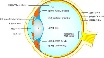 宝宝瞳孔有白点说明什么|视网膜母细胞瘤|瞳孔|眼球|肿瘤|宝宝_新浪新闻