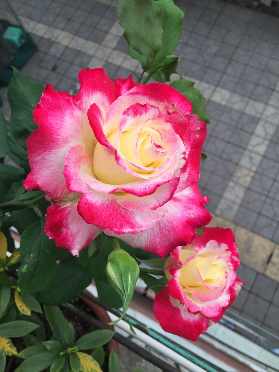 世界名花红双喜花若玫瑰香气四溢家养一株四季有花看