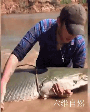 为捉一条外来怪鱼，汝州一公园排干湖水，因鳄雀鳝已吃掉大部分鱼休闲区蓝鸢梦想 - Www.slyday.coM