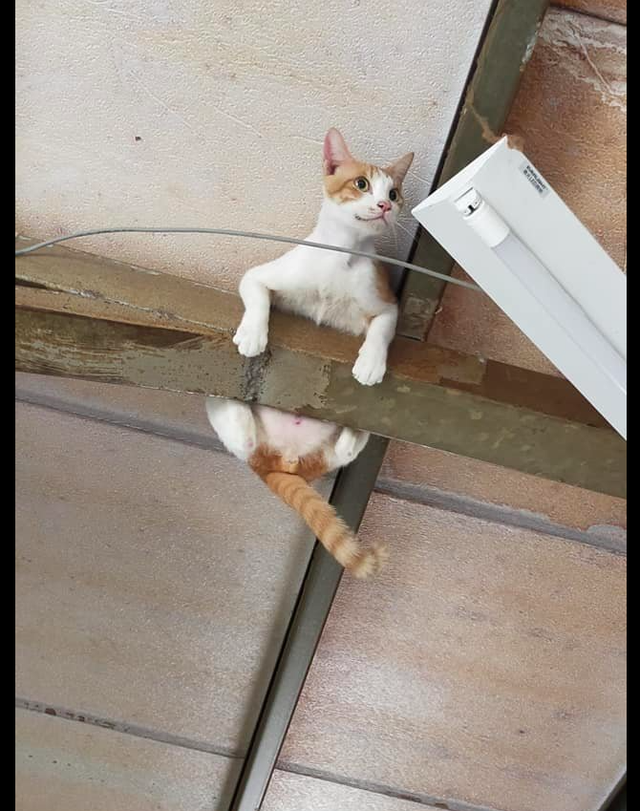 猫咪爬到了房顶横梁上,主人第一时间拿手机拍照,猫:快救驾啊!休闲区蓝鸢梦想 - Www.slyday.coM 猫咪爬到了房顶横梁上,主人第一时间拿手机拍照,猫:快救驾啊!休闲区蓝鸢梦想 - Www.slyday.coM