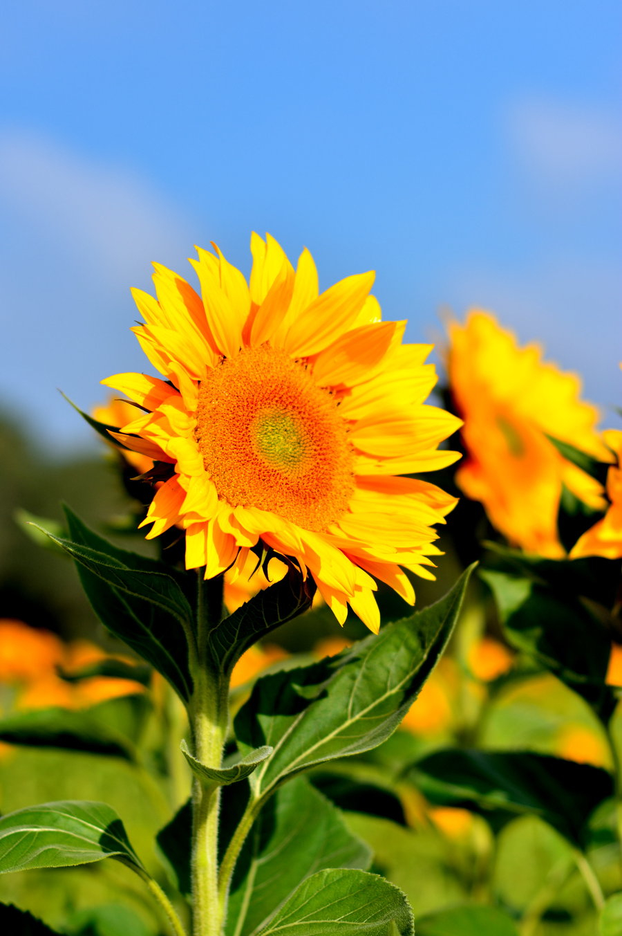 愿大家都像向日葵一样向阳而生温暖且明媚