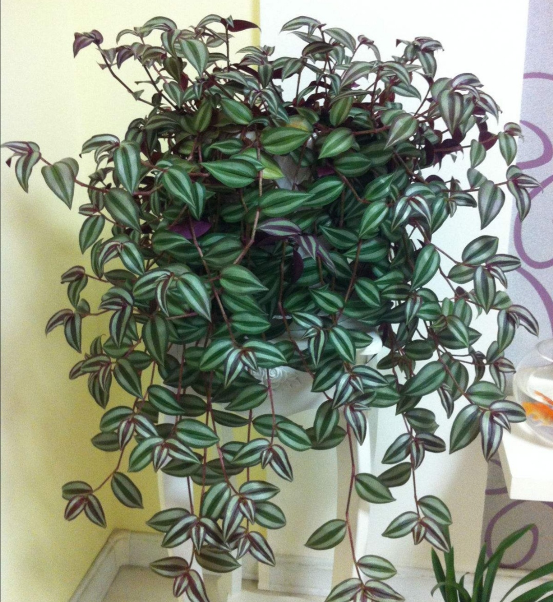 养吊竹梅盆栽,掌握4个养护"技巧",长得茂盛,色彩斑斓