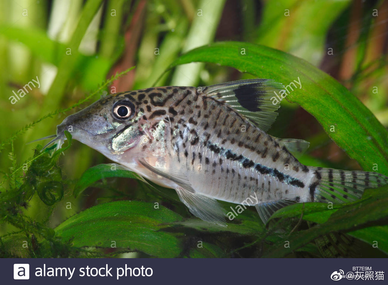 红腹锯脂鲤pygocentrus nattereri_高清图集_新浪网