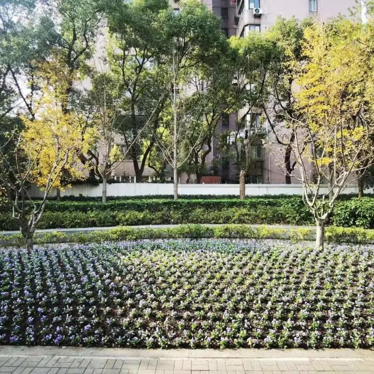 20万株!静安开展郁金香种植工作|郁金香|花坛|上海_新浪新闻