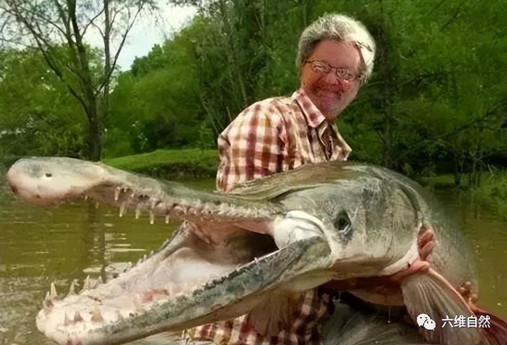 为捉一条外来怪鱼，汝州一公园排干湖水，因鳄雀鳝已吃掉大部分鱼休闲区蓝鸢梦想 - Www.slyday.coM