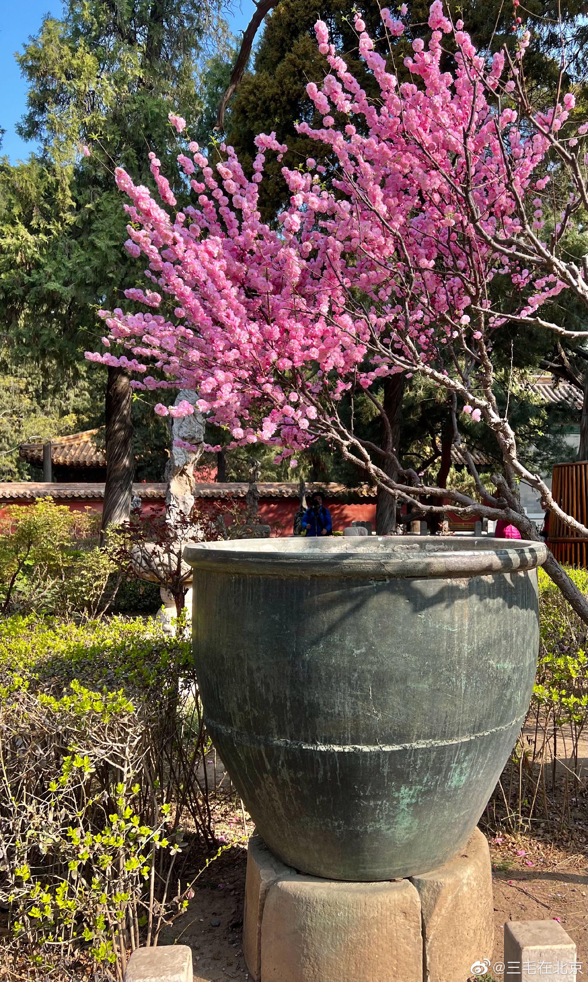 故宫博物院 御花园 榆叶梅摄影_高清图集_新浪网