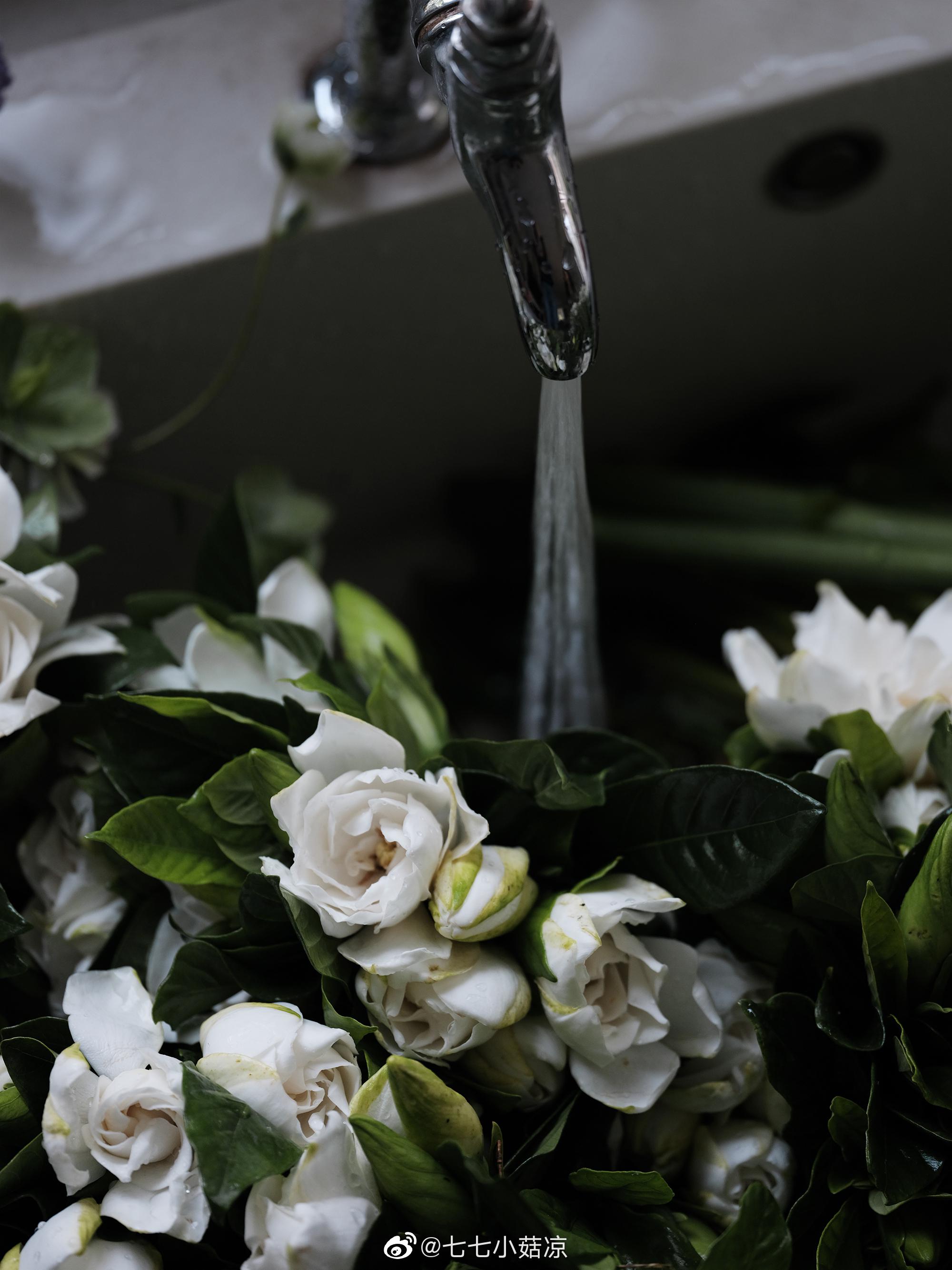 新暑六月 栀香四溢 清晨去花市买上四五扎