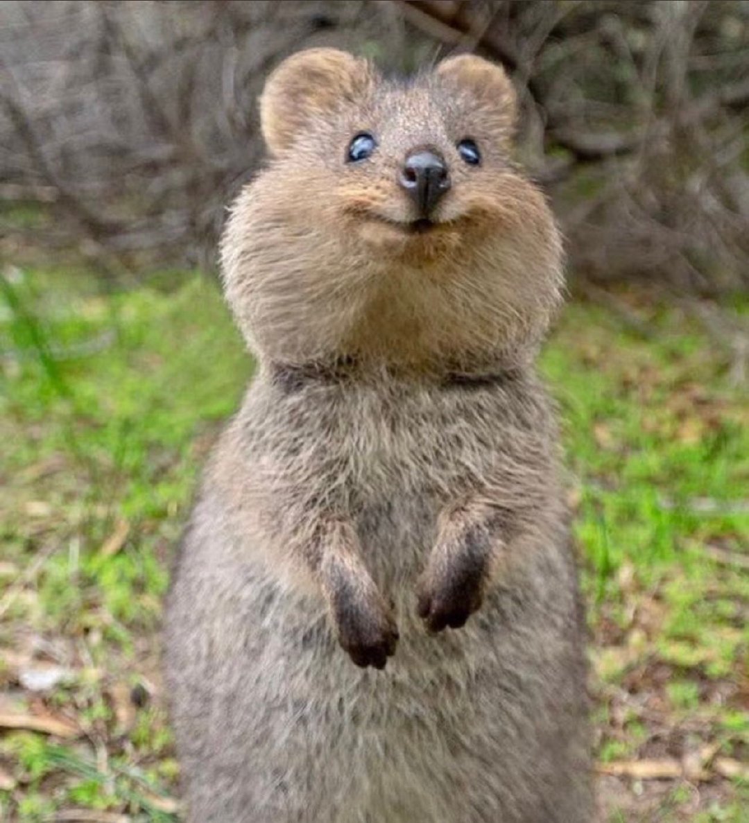 短尾矮袋鼠的开心,送你们～_高清图集_新浪网