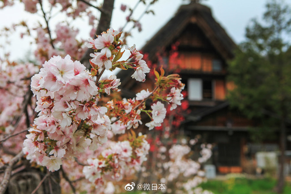 樱花烂漫中的童话小村庄 日本岐阜白川乡_高清图集_新浪网