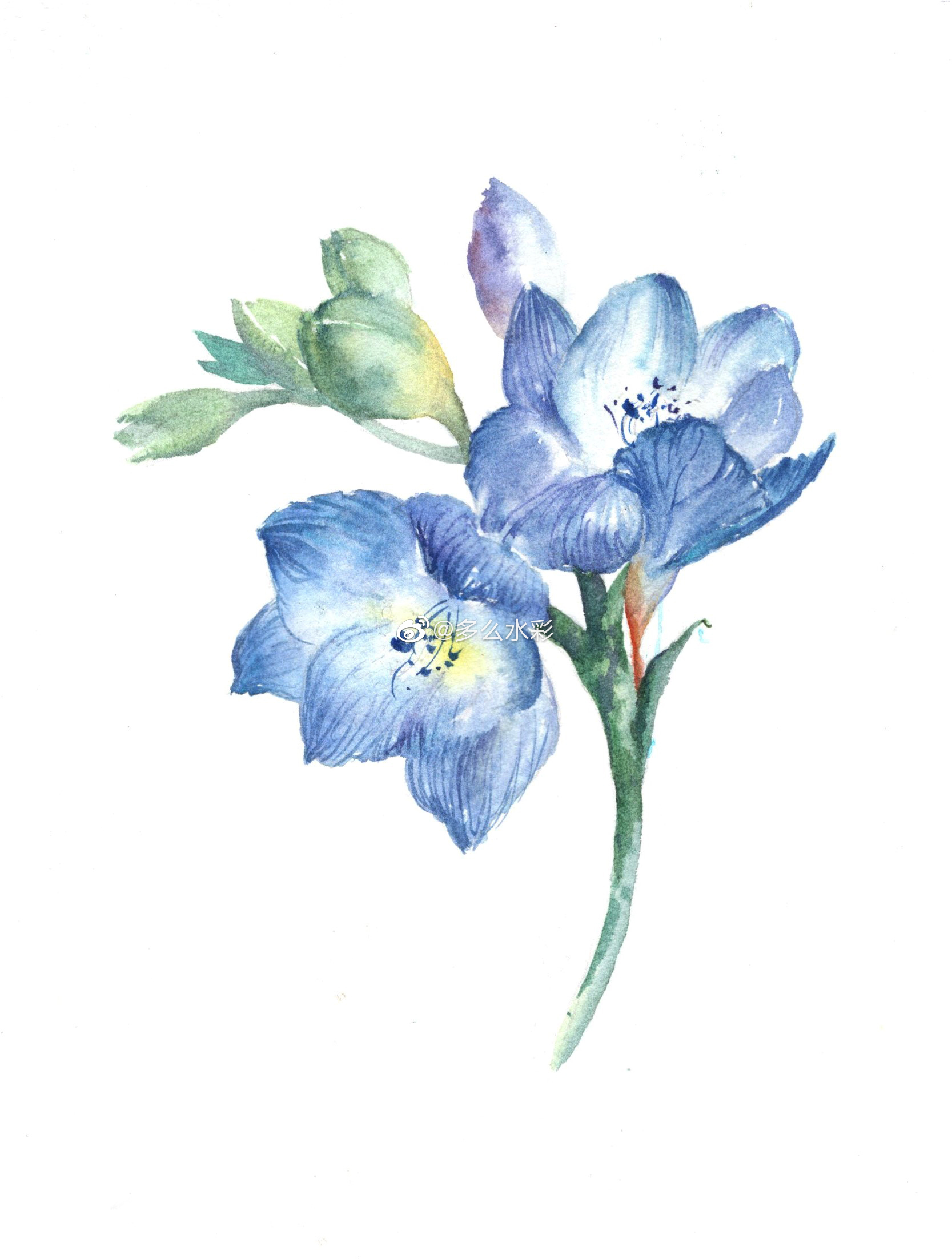 多么水彩