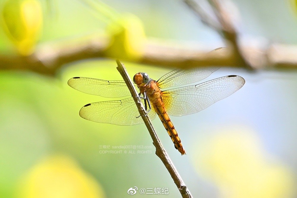 6,红蜻.5,丹顶斑蟌.4,狭腹灰蜻.3,赤褐灰蜻(雌).2,赤褐灰蜻(雄).