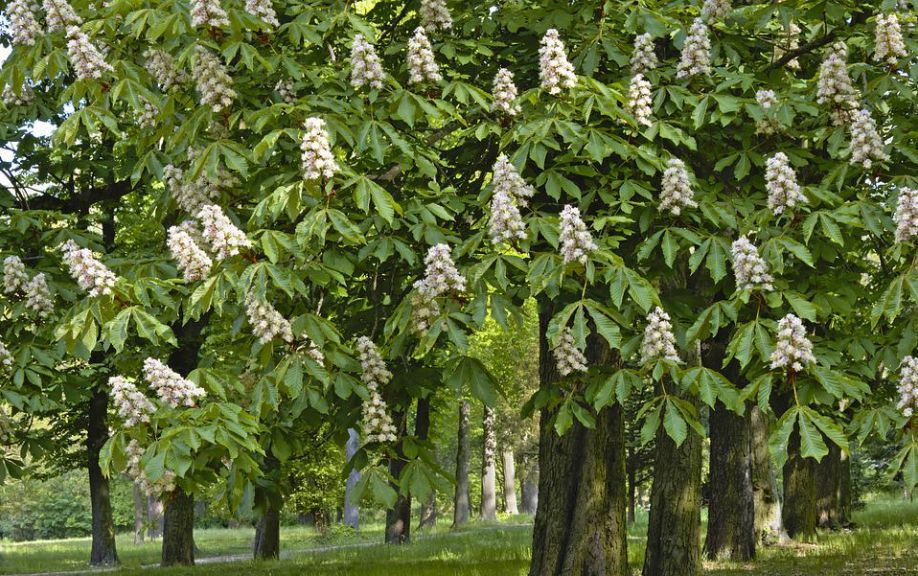 七叶树又称为七子树,七子花……__财经头条