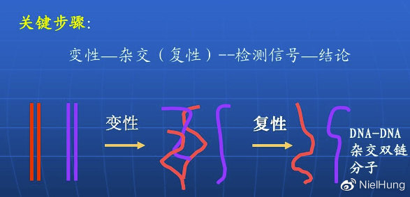 达安科普：分子诊断技术的发展进程介绍
