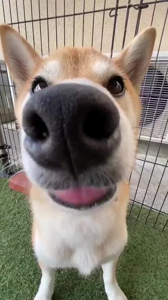 狗子鼻子对着镜头太近第一眼竟然看成了驴笑喷了