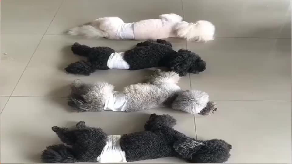 狗子听到名字起来吃零食男子套路小白狗人生到处都是陷阱