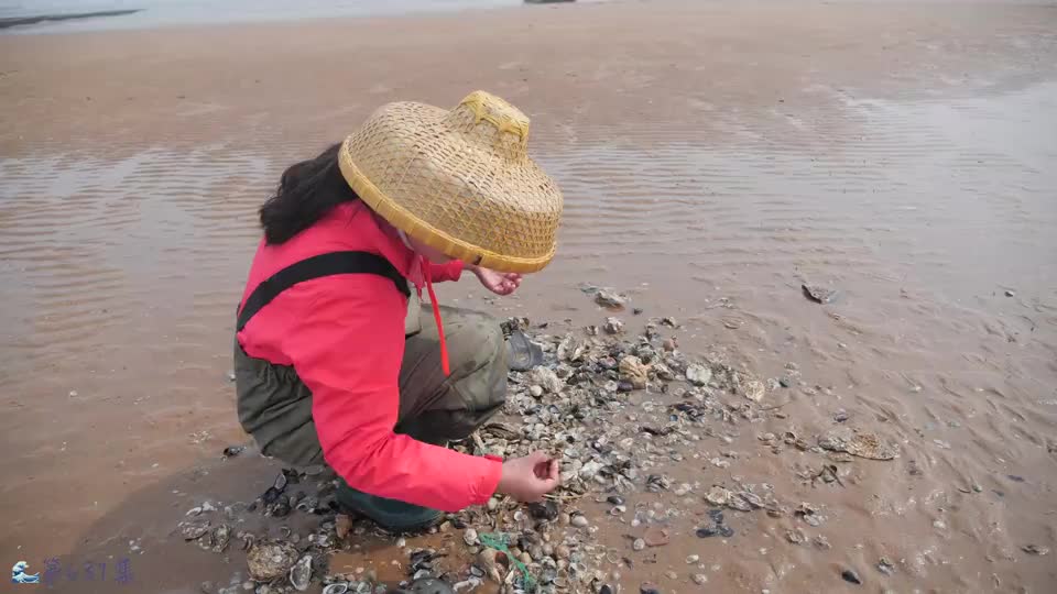 遍地海虹筐都装不下大梅日常赶海偶尔兴奋偶遇萌萌短腿海星