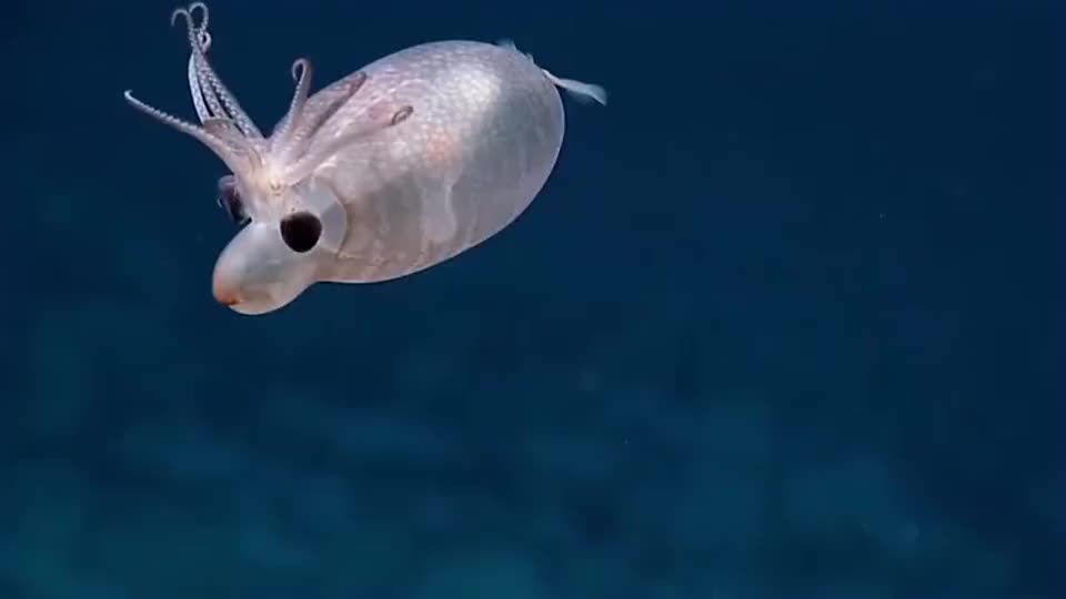 海底海羊羊也太可爱了吧