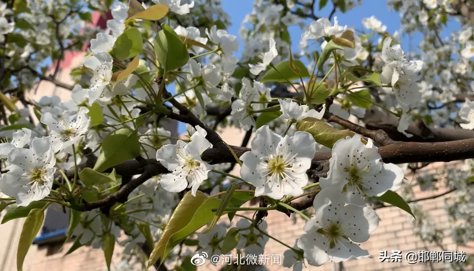 不输江南风光!邯郸三月漫天飞"雪"舞梨花