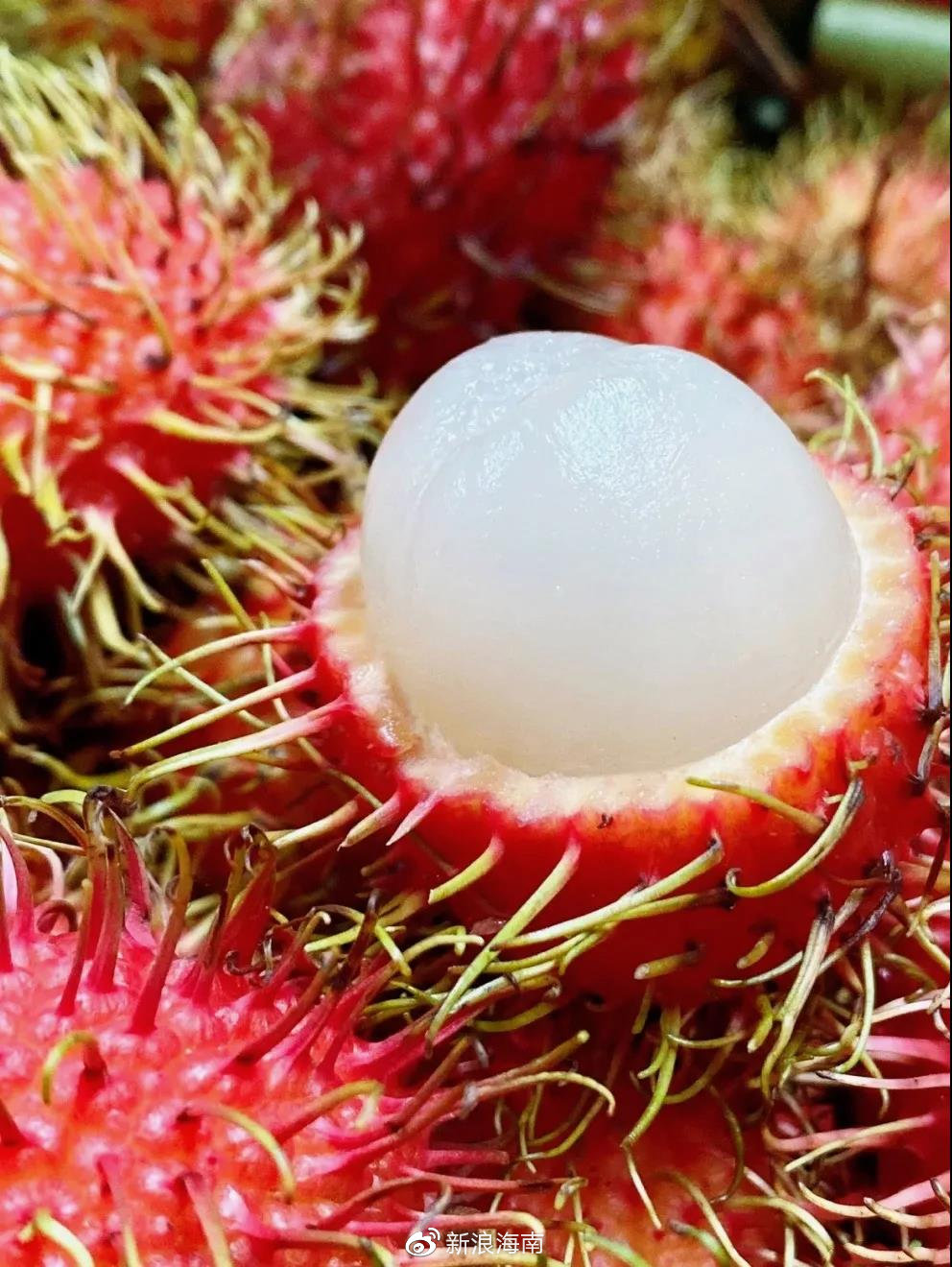 红毛爆炸头，酸酸甜甜就是我！